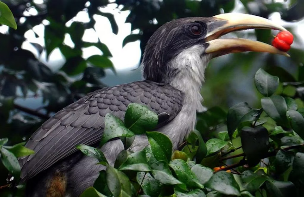 What makes grey hornbills so enchanting