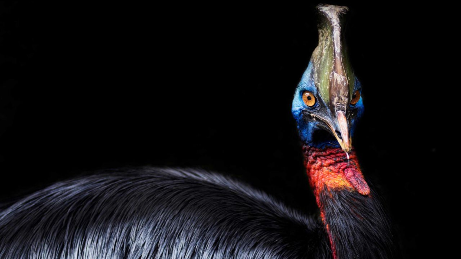 The world’s deadliest bird was raised by people 18,000 years ago